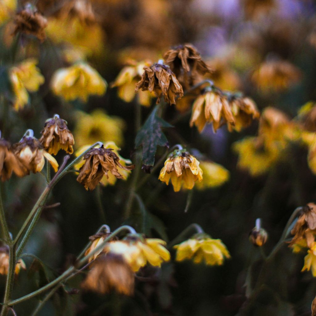 Návrh bez názvu (39)